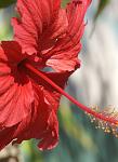 Culebra Flower
